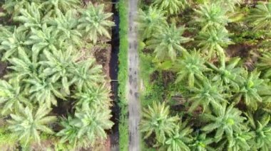 Sarawak 'taki Palm Oil Konutları, Borneo Adası, Malezya