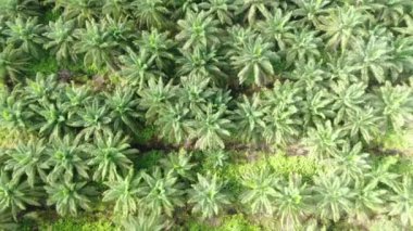 Sarawak 'taki Palm Oil Konutları, Borneo Adası, Malezya