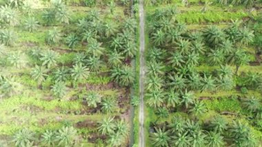 Sarawak 'taki Palm Oil Konutları, Borneo Adası, Malezya