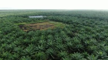 Sarawak 'taki Palm Oil Konutları, Borneo Adası, Malezya