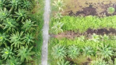 Sarawak 'taki Palm Oil Konutları, Borneo Adası, Malezya