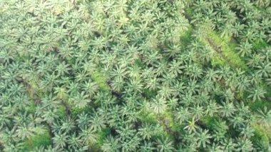 Sarawak 'taki Palm Oil Konutları, Borneo Adası, Malezya