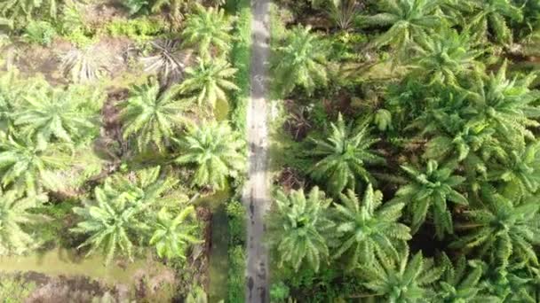 Oleje Palmowe Sarawak Borneo Island Malezja — Wideo stockowe