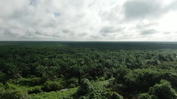 Die Palmölplantagen Von Sarawak Der Insel Borneo Malaysia — Stockvideo