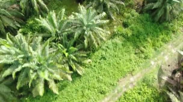 Palm Oil Estates Sarawak Het Eiland Borneo Maleisië — Stockvideo