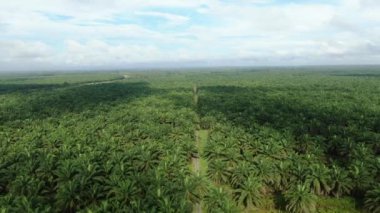 Sarawak 'taki Palm Oil Konutları, Borneo Adası, Malezya