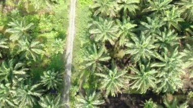 Sarawak 'taki Palm Oil Konutları, Borneo Adası, Malezya