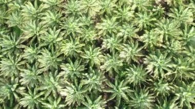 Sarawak 'taki Palm Oil Konutları, Borneo Adası, Malezya