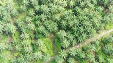 Sarawak 'taki Palm Oil Konutları, Borneo Adası, Malezya