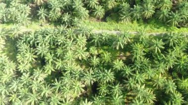 Sarawak 'taki Palm Oil Konutları, Borneo Adası, Malezya