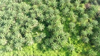 Sarawak 'taki Palm Oil Konutları, Borneo Adası, Malezya