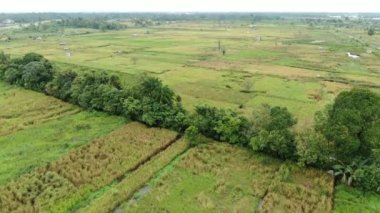 Çiftçilerin çalıştığı bir çeltik tarlasının yukarıdan aşağıya bakan görüntüsü. Skuduk Köyü, Sarawak, Malezya. Bir çeltik tarlası, kulübeler, ağaçlar ve çiftçilerin genel manzarası..