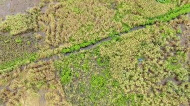 Çiftçilerin çalıştığı bir çeltik tarlasının yukarıdan aşağıya bakan görüntüsü. Skuduk Köyü, Sarawak, Malezya. Bir çeltik tarlası, kulübeler, ağaçlar ve çiftçilerin genel manzarası..