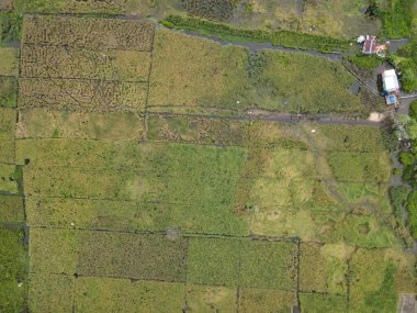 Çiftçilerin çalıştığı bir çeltik tarlasının yukarıdan aşağıya bakan görüntüsü. Skuduk Köyü, Sarawak, Malezya. Bir çeltik tarlası, kulübeler, ağaçlar ve çiftçilerin genel manzarası..