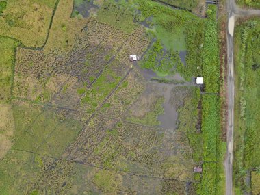 Çiftçilerin çalıştığı bir çeltik tarlasının yukarıdan aşağıya bakan görüntüsü. Skuduk Köyü, Sarawak, Malezya. Bir çeltik tarlası, kulübeler, ağaçlar ve çiftçilerin genel manzarası..