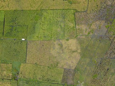 Çiftçilerin çalıştığı bir çeltik tarlasının yukarıdan aşağıya bakan görüntüsü. Skuduk Köyü, Sarawak, Malezya. Bir çeltik tarlası, kulübeler, ağaçlar ve çiftçilerin genel manzarası..
