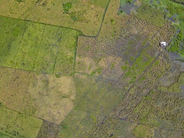 Çiftçilerin çalıştığı bir çeltik tarlasının yukarıdan aşağıya bakan görüntüsü. Skuduk Köyü, Sarawak, Malezya. Bir çeltik tarlası, kulübeler, ağaçlar ve çiftçilerin genel manzarası..