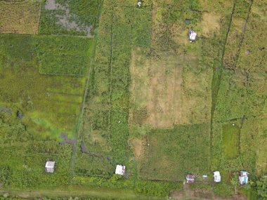 Çiftçilerin çalıştığı bir çeltik tarlasının yukarıdan aşağıya bakan görüntüsü. Skuduk Köyü, Sarawak, Malezya. Bir çeltik tarlası, kulübeler, ağaçlar ve çiftçilerin genel manzarası..