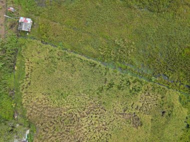 Çiftçilerin çalıştığı bir çeltik tarlasının yukarıdan aşağıya bakan görüntüsü. Skuduk Köyü, Sarawak, Malezya. Bir çeltik tarlası, kulübeler, ağaçlar ve çiftçilerin genel manzarası..