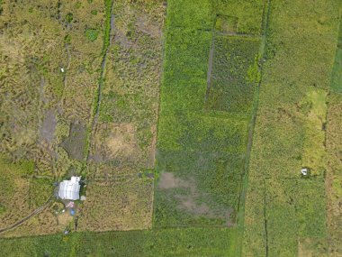 Çiftçilerin çalıştığı bir çeltik tarlasının yukarıdan aşağıya bakan görüntüsü. Skuduk Köyü, Sarawak, Malezya. Bir çeltik tarlası, kulübeler, ağaçlar ve çiftçilerin genel manzarası..