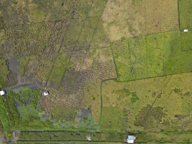 Çiftçilerin çalıştığı bir çeltik tarlasının yukarıdan aşağıya bakan görüntüsü. Skuduk Köyü, Sarawak, Malezya. Bir çeltik tarlası, kulübeler, ağaçlar ve çiftçilerin genel manzarası..