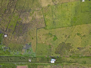 Çiftçilerin çalıştığı bir çeltik tarlasının yukarıdan aşağıya bakan görüntüsü. Skuduk Köyü, Sarawak, Malezya. Bir çeltik tarlası, kulübeler, ağaçlar ve çiftçilerin genel manzarası..