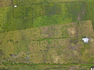 Çiftçilerin çalıştığı bir çeltik tarlasının yukarıdan aşağıya bakan görüntüsü. Skuduk Köyü, Sarawak, Malezya. Bir çeltik tarlası, kulübeler, ağaçlar ve çiftçilerin genel manzarası..