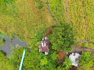 Çiftçilerin çalıştığı bir çeltik tarlasının yukarıdan aşağıya bakan görüntüsü. Skuduk Köyü, Sarawak, Malezya. Bir çeltik tarlası, kulübeler, ağaçlar ve çiftçilerin genel manzarası..
