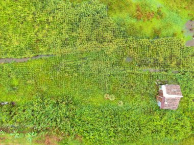 Çiftçilerin çalıştığı bir çeltik tarlasının yukarıdan aşağıya bakan görüntüsü. Skuduk Köyü, Sarawak, Malezya. Bir çeltik tarlası, kulübeler, ağaçlar ve çiftçilerin genel manzarası..