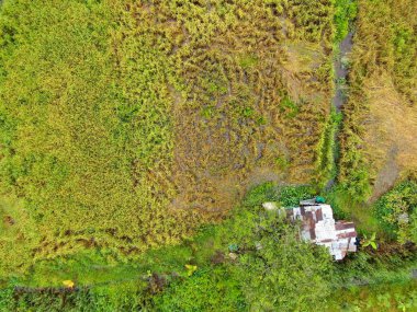 Çiftçilerin çalıştığı bir çeltik tarlasının yukarıdan aşağıya bakan görüntüsü. Skuduk Köyü, Sarawak, Malezya. Bir çeltik tarlası, kulübeler, ağaçlar ve çiftçilerin genel manzarası..
