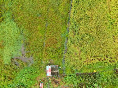 Çiftçilerin çalıştığı bir çeltik tarlasının yukarıdan aşağıya bakan görüntüsü. Skuduk Köyü, Sarawak, Malezya. Bir çeltik tarlası, kulübeler, ağaçlar ve çiftçilerin genel manzarası..