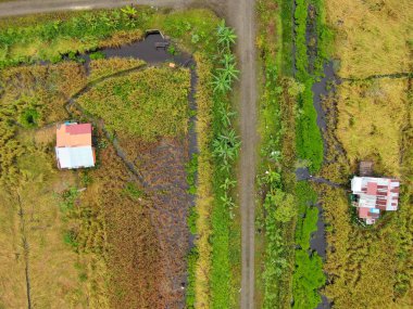 Çiftçilerin çalıştığı bir çeltik tarlasının yukarıdan aşağıya bakan görüntüsü. Skuduk Köyü, Sarawak, Malezya. Bir çeltik tarlası, kulübeler, ağaçlar ve çiftçilerin genel manzarası..