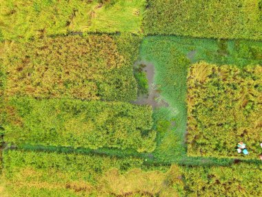 Çiftçilerin çalıştığı bir çeltik tarlasının yukarıdan aşağıya bakan görüntüsü. Skuduk Köyü, Sarawak, Malezya. Bir çeltik tarlası, kulübeler, ağaçlar ve çiftçilerin genel manzarası..
