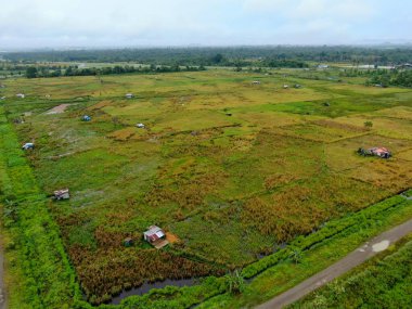 Çiftçilerin çalıştığı bir çeltik tarlasının yukarıdan aşağıya bakan görüntüsü. Skuduk Köyü, Sarawak, Malezya. Bir çeltik tarlası, kulübeler, ağaçlar ve çiftçilerin genel manzarası..