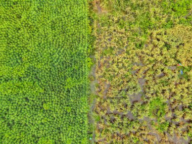 Çiftçilerin çalıştığı bir çeltik tarlasının yukarıdan aşağıya bakan görüntüsü. Skuduk Köyü, Sarawak, Malezya. Bir çeltik tarlası, kulübeler, ağaçlar ve çiftçilerin genel manzarası..