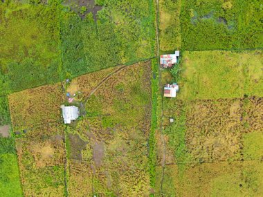 Çiftçilerin çalıştığı bir çeltik tarlasının yukarıdan aşağıya bakan görüntüsü. Skuduk Köyü, Sarawak, Malezya. Bir çeltik tarlası, kulübeler, ağaçlar ve çiftçilerin genel manzarası..
