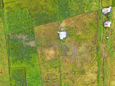 Çiftçilerin çalıştığı bir çeltik tarlasının yukarıdan aşağıya bakan görüntüsü. Skuduk Köyü, Sarawak, Malezya. Bir çeltik tarlası, kulübeler, ağaçlar ve çiftçilerin genel manzarası..