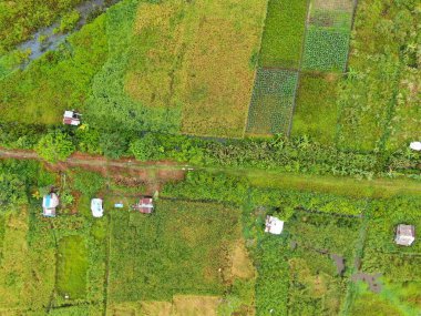 Çiftçilerin çalıştığı bir çeltik tarlasının yukarıdan aşağıya bakan görüntüsü. Skuduk Köyü, Sarawak, Malezya. Bir çeltik tarlası, kulübeler, ağaçlar ve çiftçilerin genel manzarası..