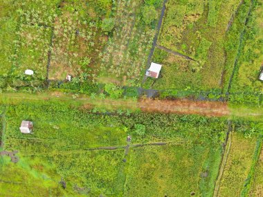 Çiftçilerin çalıştığı bir çeltik tarlasının yukarıdan aşağıya bakan görüntüsü. Skuduk Köyü, Sarawak, Malezya. Bir çeltik tarlası, kulübeler, ağaçlar ve çiftçilerin genel manzarası..