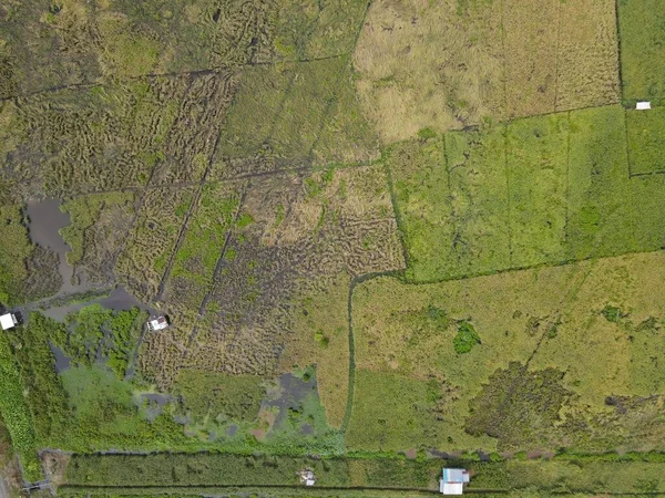 Çiftçilerin çalıştığı bir çeltik tarlasının yukarıdan aşağıya bakan görüntüsü. Skuduk Köyü, Sarawak, Malezya. Bir çeltik tarlası, kulübeler, ağaçlar ve çiftçilerin genel manzarası..