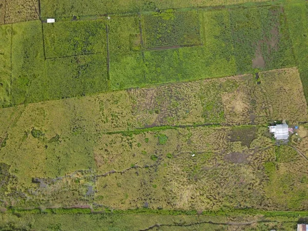 Çiftçilerin çalıştığı bir çeltik tarlasının yukarıdan aşağıya bakan görüntüsü. Skuduk Köyü, Sarawak, Malezya. Bir çeltik tarlası, kulübeler, ağaçlar ve çiftçilerin genel manzarası..