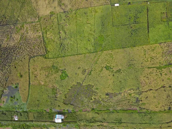 Çiftçilerin çalıştığı bir çeltik tarlasının yukarıdan aşağıya bakan görüntüsü. Skuduk Köyü, Sarawak, Malezya. Bir çeltik tarlası, kulübeler, ağaçlar ve çiftçilerin genel manzarası..