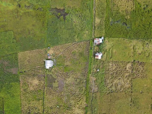 Çiftçilerin çalıştığı bir çeltik tarlasının yukarıdan aşağıya bakan görüntüsü. Skuduk Köyü, Sarawak, Malezya. Bir çeltik tarlası, kulübeler, ağaçlar ve çiftçilerin genel manzarası..