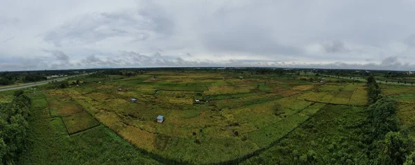 A top down aerial view of a paddy field with farmers at work. Located in the Skuduk Village, Sarawak, Malaysia.General scenery of a paddy field, huts, trees and farmers.