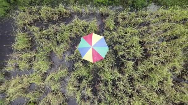 Top Aerial View Paddy Field Farmers Work Located Skuduk Village — Stock Video