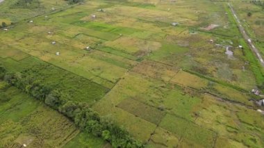 Çiftçilerin çalıştığı bir çeltik tarlasının yukarıdan aşağıya bakan görüntüsü. Skuduk Köyü, Sarawak, Malezya. Bir çeltik tarlası, kulübeler, ağaçlar ve çiftçilerin genel manzarası..