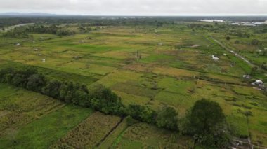 Çiftçilerin çalıştığı bir çeltik tarlasının yukarıdan aşağıya bakan görüntüsü. Skuduk Köyü, Sarawak, Malezya. Bir çeltik tarlası, kulübeler, ağaçlar ve çiftçilerin genel manzarası..