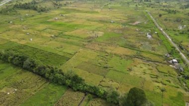 Çiftçilerin çalıştığı bir çeltik tarlasının yukarıdan aşağıya bakan görüntüsü. Skuduk Köyü, Sarawak, Malezya. Bir çeltik tarlası, kulübeler, ağaçlar ve çiftçilerin genel manzarası..