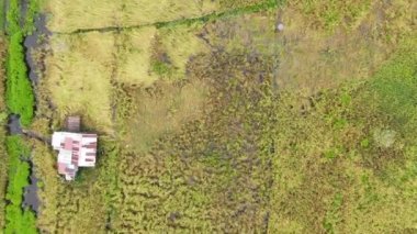 Çiftçilerin çalıştığı bir çeltik tarlasının yukarıdan aşağıya bakan görüntüsü. Skuduk Köyü, Sarawak, Malezya. Bir çeltik tarlası, kulübeler, ağaçlar ve çiftçilerin genel manzarası..