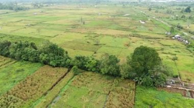 Çiftçilerin çalıştığı bir çeltik tarlasının yukarıdan aşağıya bakan görüntüsü. Skuduk Köyü, Sarawak, Malezya. Bir çeltik tarlası, kulübeler, ağaçlar ve çiftçilerin genel manzarası..